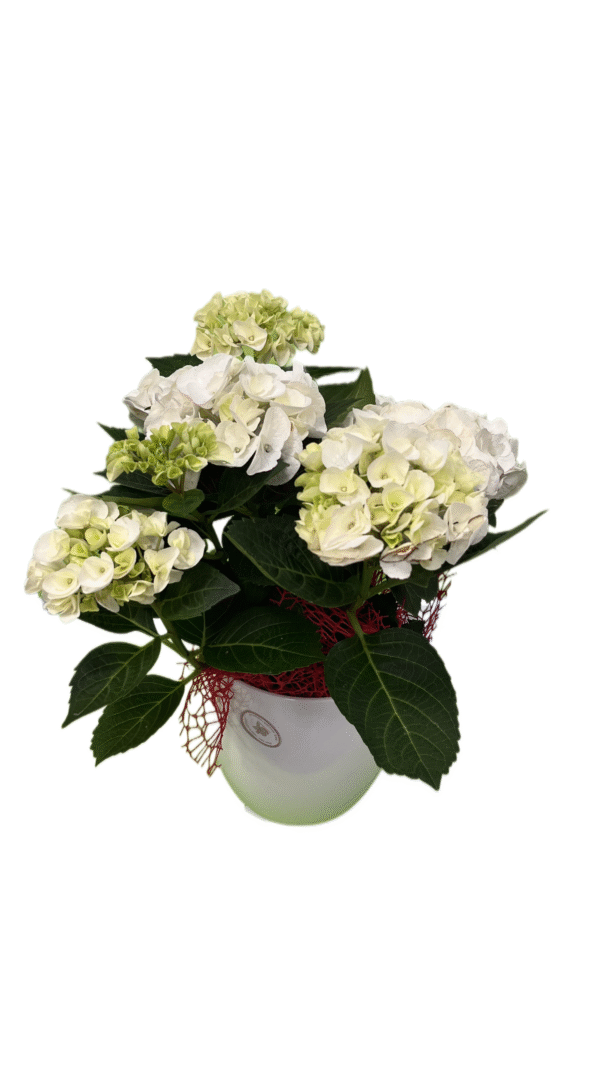 Hortensie