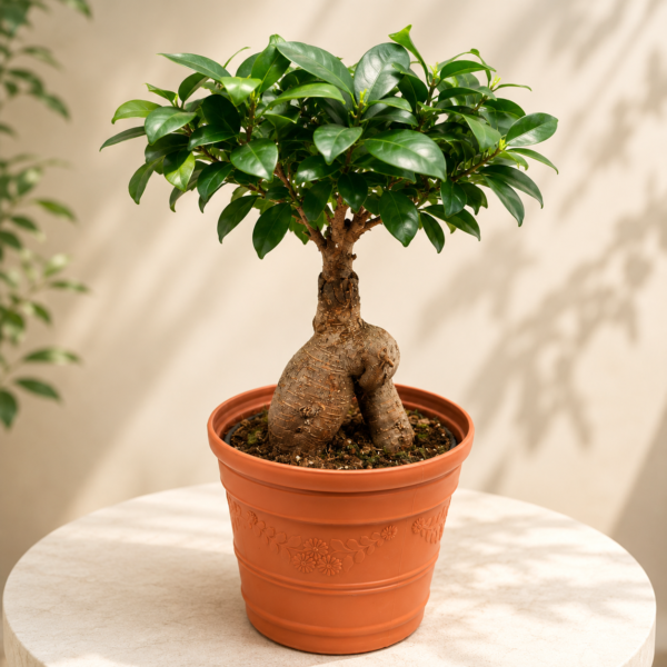 Bonsai Ficus Ginseng