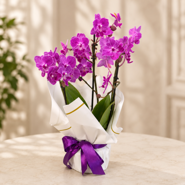 Orhidee Phalaenopsis Mini Mov