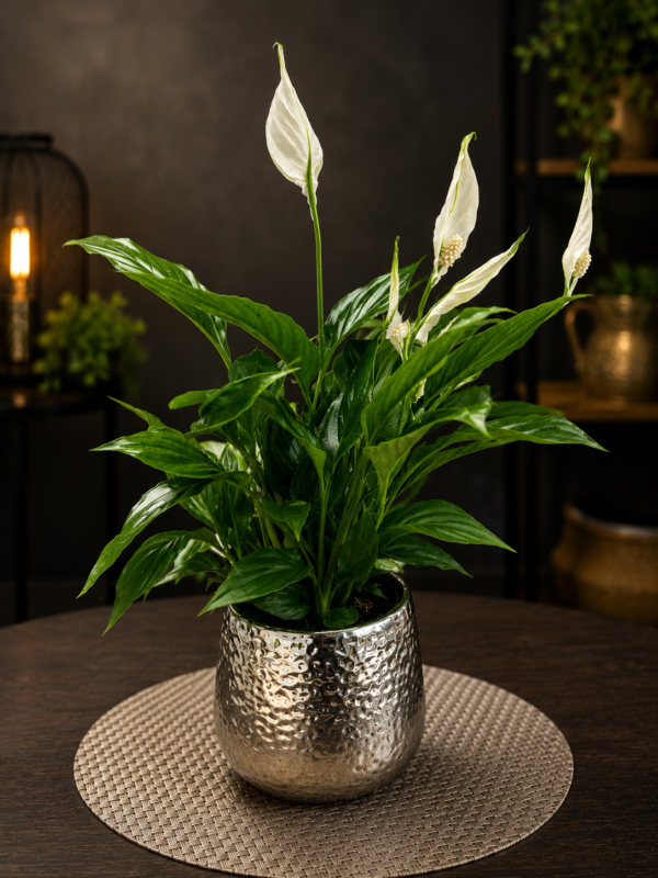 Crinul Păcii (Spathiphyllum) în ghiveci decorativ
